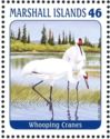 Whooping Crane (Grus americana)